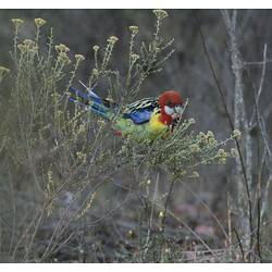 Red-headed, yellow-breasted parrot sitting in small bush.