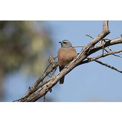 White-browed Woodswallow.