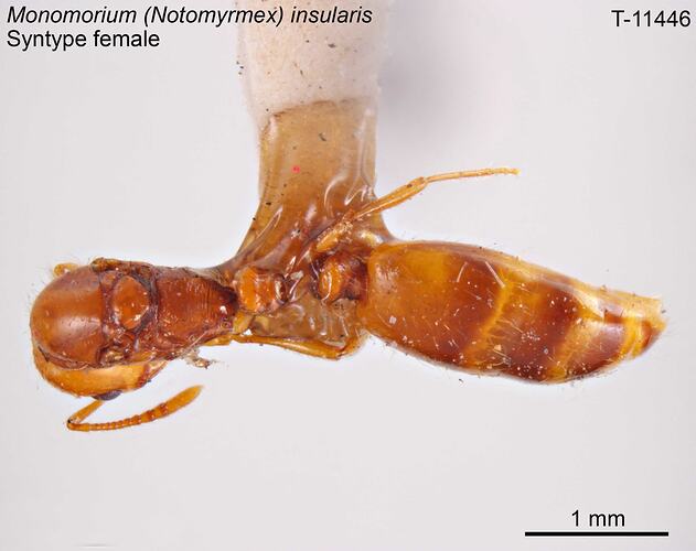 Ant specimen, female, dorsal view.