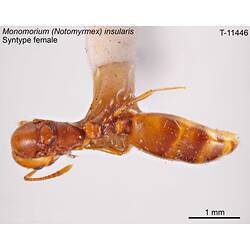 Ant specimen, female, dorsal view.