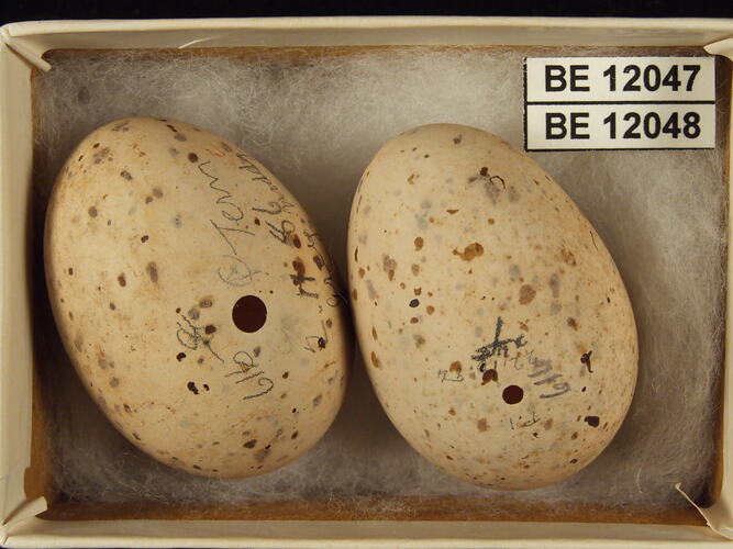 Two bird eggs with specimen labels in box.