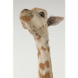 Detail of head and neck of juvenile giraffe specimen, front view.