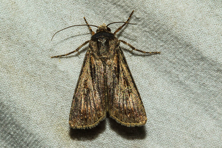 <em>Agrotis</em> sp., Cutworm moth. Murray Explored Bioscan.