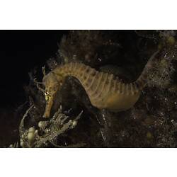 <em>Hippocampus abdominalis</em> Lesson, 1827, Bigbelly Seahorse