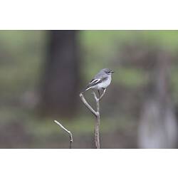 Grey and white bird on bare twig.