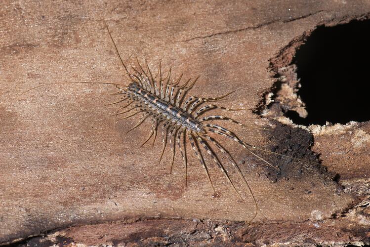 Centipede with long legs and antennae on bark.