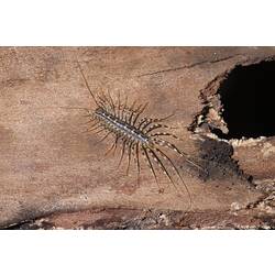 Scutigeridae, House Centipede
