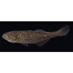 Carp Gudgeon.