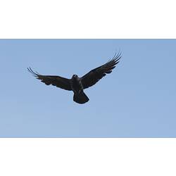 Black bird in flight.