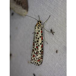 Speckled moth on white cloth.