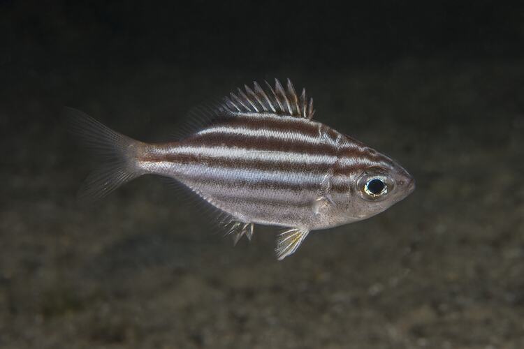 Side view of brown and white striped fish.