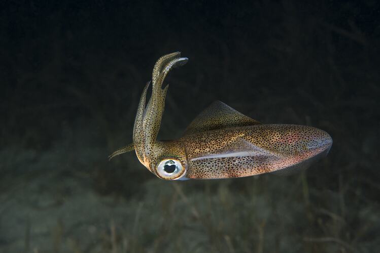 Iridescent squid, arms held up.