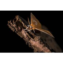 Orange moth perched on green twig.