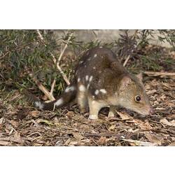 Spotted-tailed Quoll.