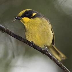 Front view of yellow bird with black mask and yellow ear tuft.
