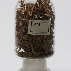 Parsnip Seeds Sample - Pastinaca sativa, Fine Sugar Variety, circa 1876