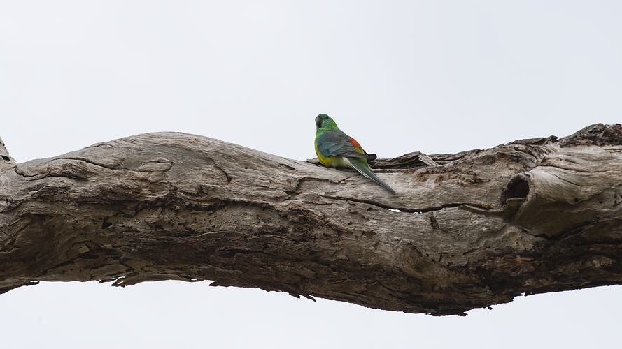 Yellow-chested parrot on dry branch.