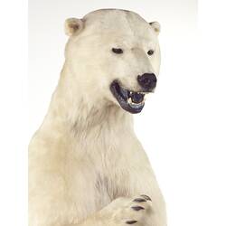 Head and shoulders of taxidermied polar bear.