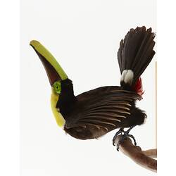 Black birdspecimen with yellow throat and black and yellow beak.