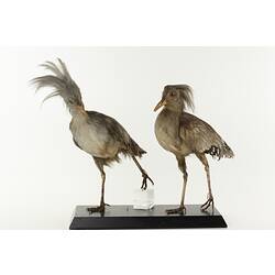 Two grey bird specimens mounted on board.