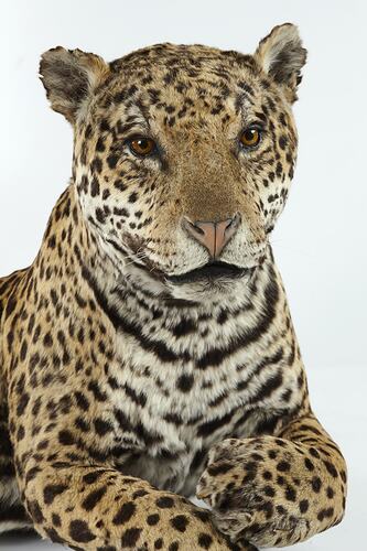 Detail of taxidermied jaguar specimen.