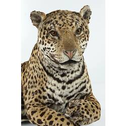 Taxidermied Mount - Jaguar, <em>Panthera onca</em>