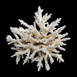 White coral with many narrow white branches.