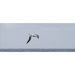New Zealand Wandering Albatross.