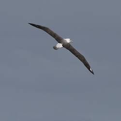 Narrow-winged seabird soaring above water.