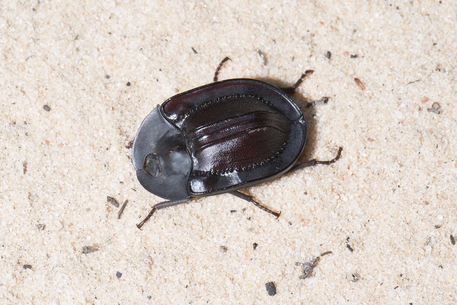 Helea scaphiformis (Blackburn, 1899), Piedish Beetle