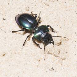 Elegant Ground Beetle.
