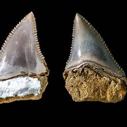 Two triangular teeth with serrated edges.