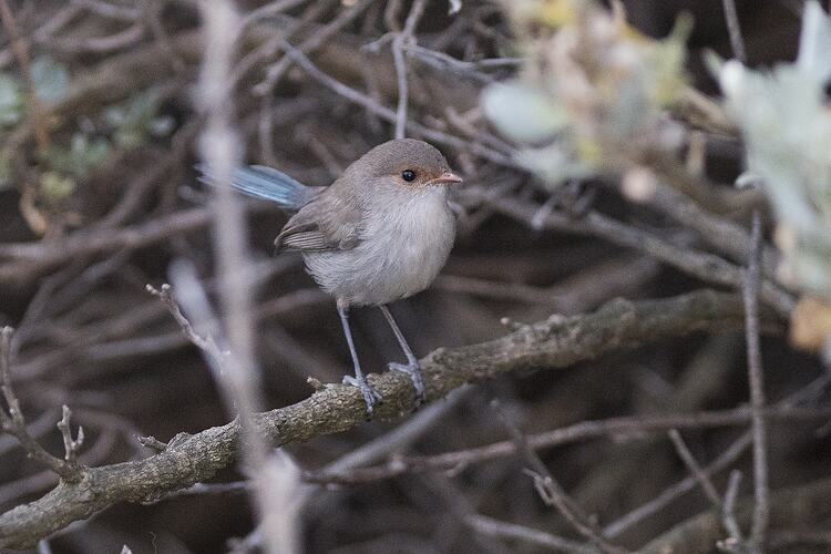 Small brown bird with blue tail in a bush.