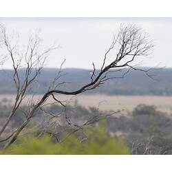 White bird on bare tree.