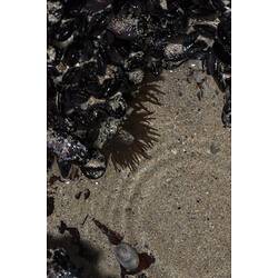 Cluster of dark shells on sand.