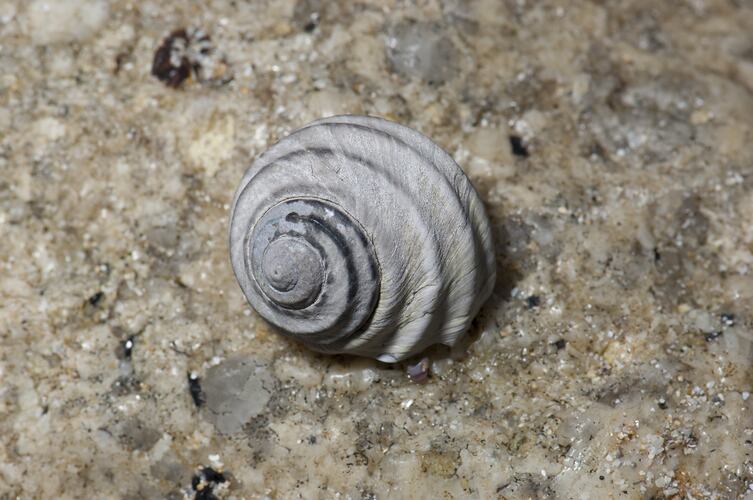 White snail shell on rock.