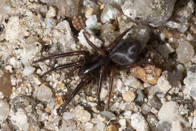 Black spider on gravel.