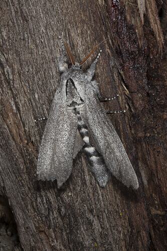 Grey moth on bark, wings closed close to body.