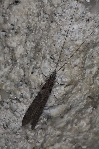 Caddisfly on rock.