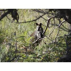 Kangaroo standing in grass.