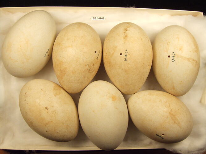 Seven bird eggs with specimen label in box.
