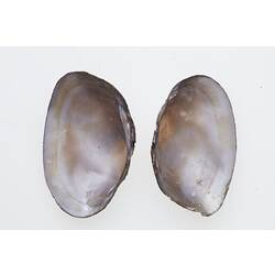 Two mussel valves beside each other, interior visible.