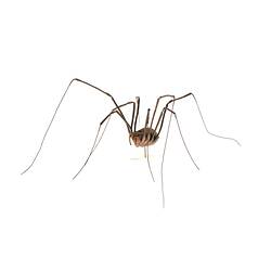 Harvestmen spider model. Registration no, K13885.