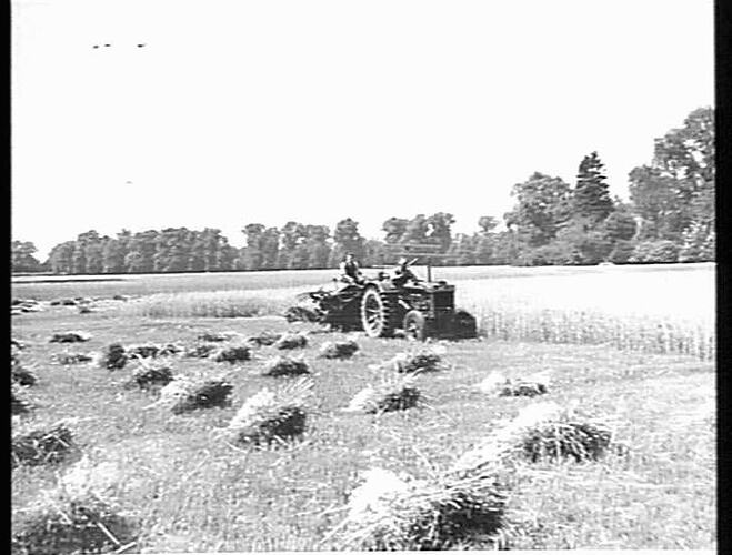 SUNSHINE BINDER IN ENGLAND: THESE WERE TAKEN AT HAMPTON COURT IN A CROP OF OATS YIELDING ABOUT 50 BUSHELS. THE BINDER WAS THE FIRST SENT TO ENGLAND AND THROUGHOUT THE SEASON OPERATED ABOUT 100 ACRES WITHOUT ANY TROUBLE WHATSOEVER.  THE PADDOCK IS GENERALL