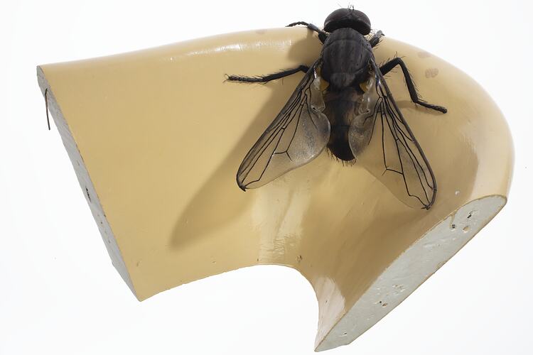 Model black fly with clear plastic wings and legs outstretched. Sits on edge of beige coloured plaster spout.