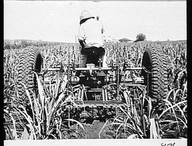 TAKEN BY MR. LEASON IN QLD. 1939. AYE, QLD.: MAY 1939