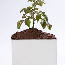 Wax model of green potato plant in brown soil. White rectangular base.