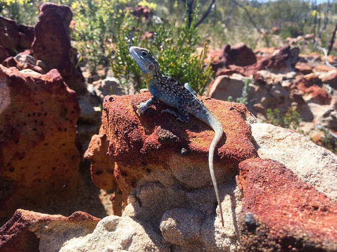 Colourful lizard sitting on rock.