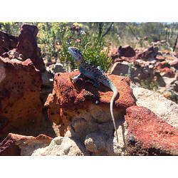 Colourful lizard sitting on rock.