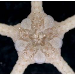 Front view of white brittle star with close-up of oral disc on black background.